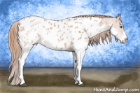 Horse Color:Brown Pearl Splash Appaloosa Rabicano  Brindle