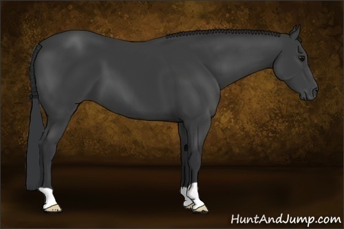 Horse Color:Black 