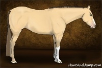 Horse Color:Amber Cream Champagne