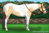 Horse Color:Buckskin Dun Tobiano 