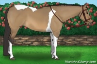 Horse Color:Buckskin Dun Tobiano 