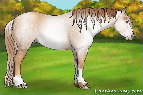 Horse Color:Unknown 
