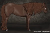 Horse Color:Liver Chestnut 