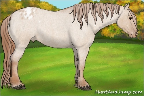 Horse Color:Red Dun Roan Appaloosa Rabicano