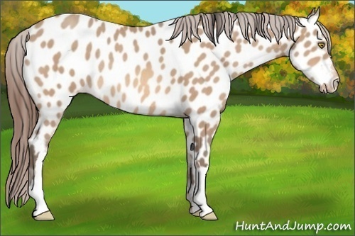 Horse Color:Amber Champagne Appaloosa Rabicano 