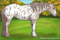 Horse Color:Classic Champagne Near Leopard Rabicano 