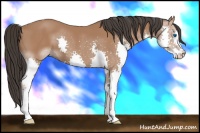 Horse Color:Bay Splash 