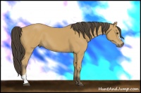 Horse Color:Buckskin 
