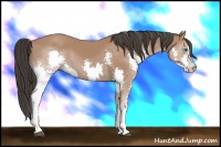 Horse Color:Bay Splash 