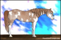 Horse Color:Chestnut Splash 