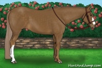 Horse Color:Chocolate Palomino 
