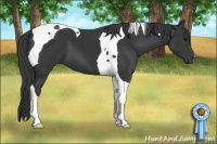 Horse Color:Brown Tobiano 