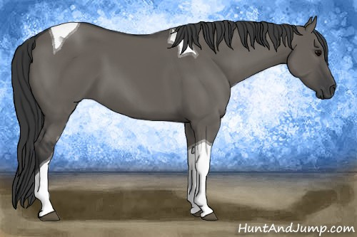 Horse Color: Grullo Tobiano 