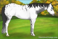 Horse Color:Blue Roan Splash Frame Appaloosa 