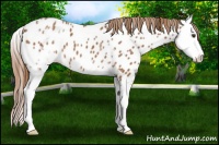 Horse Color:White Spotted Chestnut Splash Near Leopard 