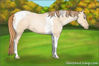 Horse Color:Smoky Grullo Pearl Tobiano