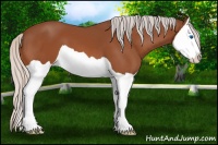 Horse Color:Silver Bay Splash 