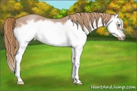 Horse Color:Red Roan Sabino Splash Frame Rabicano 