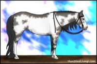 Horse Color:Grullo Sabino Frame 
