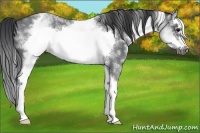 Horse Color:White Spotted Blue Roan Splash Frame