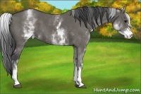 Horse Color:White Spotted Grullo 