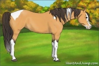 Horse Color:Buckskin Splash Tobiano 