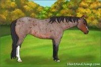 Horse Color:Bay Roan 
