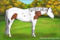 Horse Color:Brown Sabino Splash Tobiano