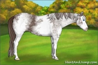 Horse Color:White Spotted Liver Chestnut Splash 