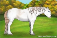 Horse Color:White Spotted Bay Dun Splash Varnish Rabicano 