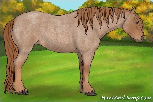 Horse Color:Red Roan 