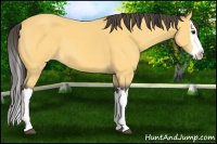 Horse Color:Buckskin Splash 