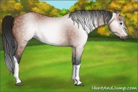 Horse Color:Gray Bay 