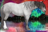 Horse Color:Smoky Black 