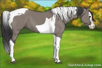 Horse Color:Grullo Splash Tobiano 