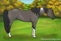 Horse Color:Grullo Tobiano 