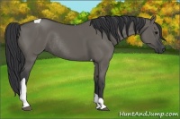 Horse Color:Grullo Tobiano Rabicano 