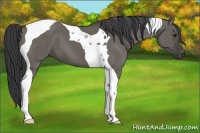 Horse Color:Grullo Tobiano 