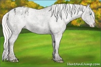 Horse Color:Silver Classic Cream Champagne Ice Pearl Dun Sabino Varnish Rabicano 