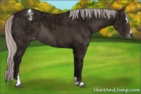 Horse Color:Silver Black Ice Sabino Appaloosa Rabicano 