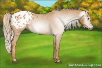 Horse Color:Gray Palomino Sabino Blanket Rabicano 