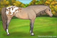 Horse Color:Buckskin Sabino Blanket Rabicano 