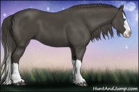 Horse Color:Smoky Black Splash 