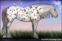Horse Color:Bay Near Leopard 