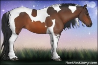 Horse Color:Bay Tobiano 