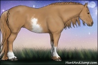 Horse Color:White Spotted Chestnut Rabicano 