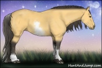 Horse Color:White Spotted Buckskin