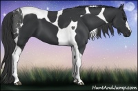 Horse Color:Black Tobiano