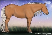 Horse Color:Silver Bay 