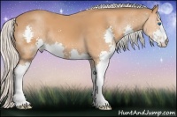 Horse Color:Silver Bay Splash 